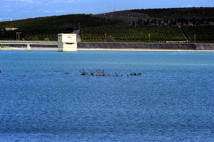 Biviere di Lentini 23.1.2011 (150).jpg